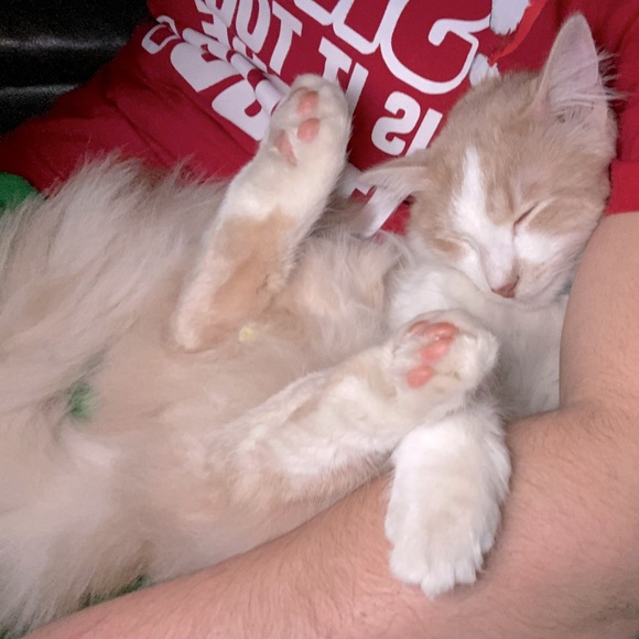 My Man Cat Niko! - Picture 4 of 11